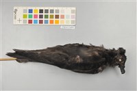 藏品(穴鳥)的圖片